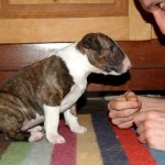 Karmacoma FREE PALESTINE