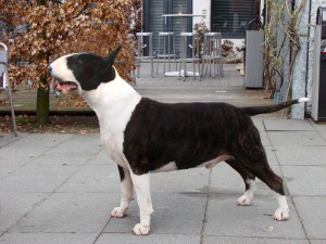 Rocky-Top-s-Headmaster