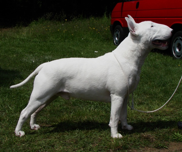 bullworld_all_white_1 bullworld_all_white_1